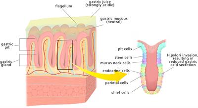 Helicobacter Pylori and Autoimmune Diseases: Involving Multiple Systems